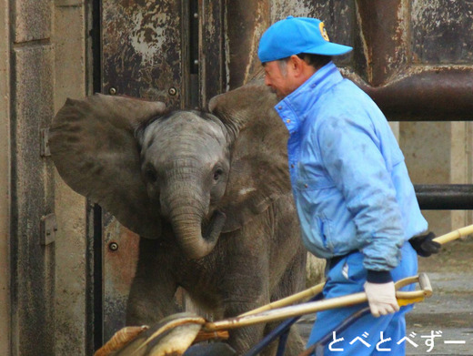 愛媛県とべ動物園のアフリカゾウの赤ちゃん:砥愛(とあ)ちゃん