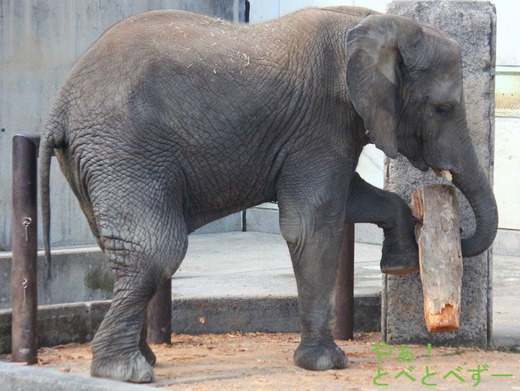 とべ動物園アフリカゾウのブログ：やあ！とべとべずー