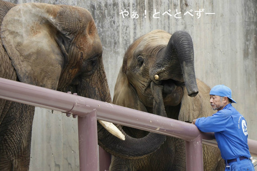 アフリカゾウ、アジアゾウ大好きブログ：やぁ！とべとべずー