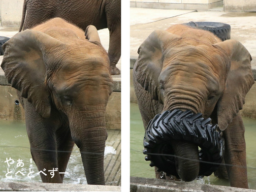 多摩動物公園に婿入りした砥夢くんのお姉さん象の媛ちゃん