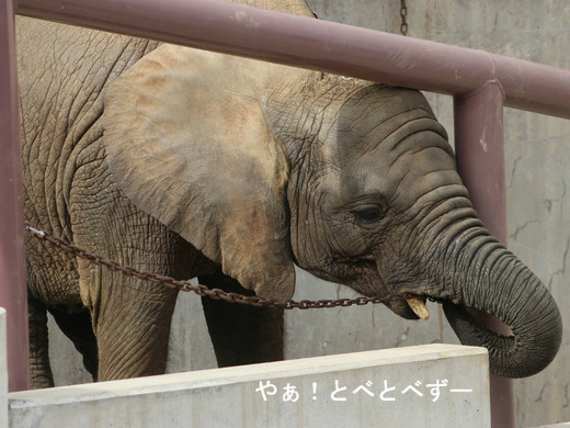とべ動物園アフリカゾウのブログ：やぁ！とべとべずー