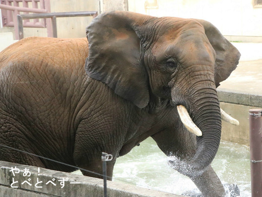 怒った？興奮した？表情のアフリカゾウ・お母さん象のリカ