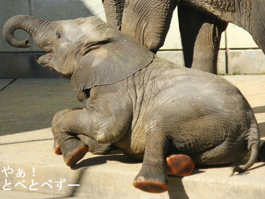 とべ動物園アフリカゾウの子象の砥愛(とあ)