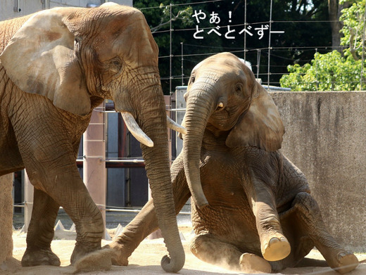 とべ動物園ブログ：ゾウ、ホッキョクグマ、ライオン、サーバル