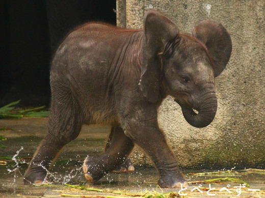 アフリカゾウの赤ちゃん：砥愛（とあ）ちゃん