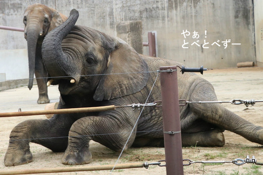 アフリカゾウ、アジアゾウ大好きブログ：やぁ！とべとべずー
