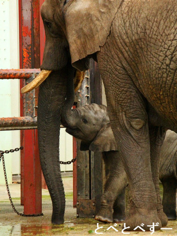 お母さんゾウのリカさんと昨年生まれた赤ちゃんゾウの砥愛ちゃん