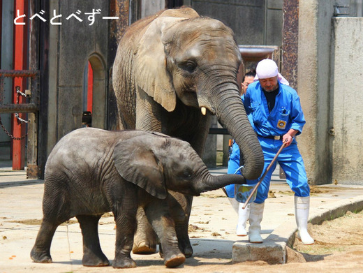 日本で唯一アフリカゾウの親子が暮らす動物園
