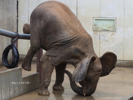 日本で唯一アフリカゾウの親子が暮らす愛媛県立とべ動物園
