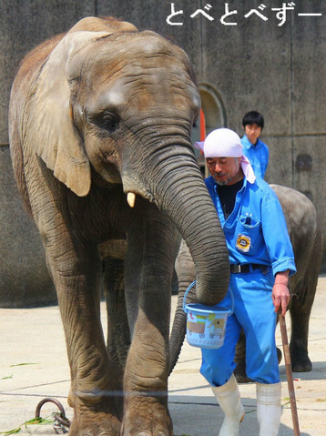 日本で初めて人工哺育で育った媛（ひめ）ちゃんと飼育員の椎名さん