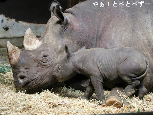 愛媛とべ動物園でヒガシクロサイの赤ちゃん誕生