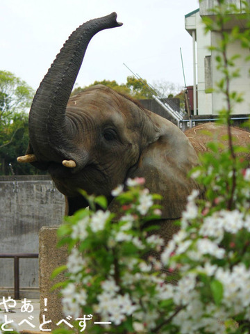 とべ動物園アフリカゾウのブログ：やぁ！とべとべずー