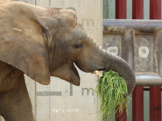 とべ動物園アフリカゾウ：砥愛ちゃん（メス、9歳）