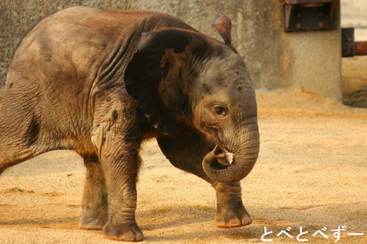 とべ動物園アフリカゾウの赤ちゃん：砥愛（とあ）
