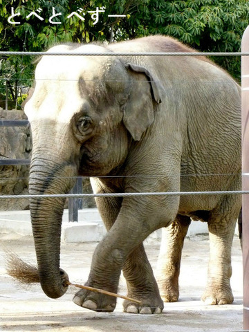 ゾウのブログ：やぁ！とべとべずー（とべ動物園、上野、多摩）