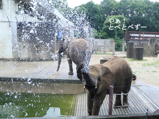 アフリカゾウの写真満載のブログ：やぁ！とべとべずー