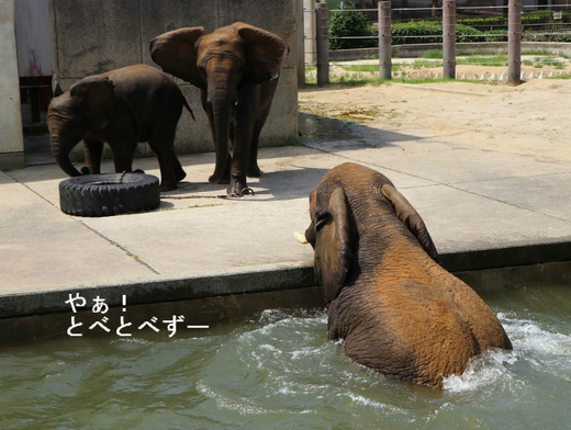 とべ動物園ブログ：やぁ！とべとべずー