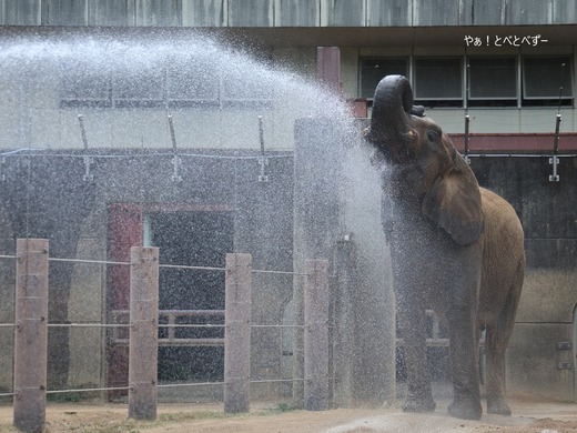 とべ動物園アフリカゾウ：媛ちゃん（メス、１９歳）