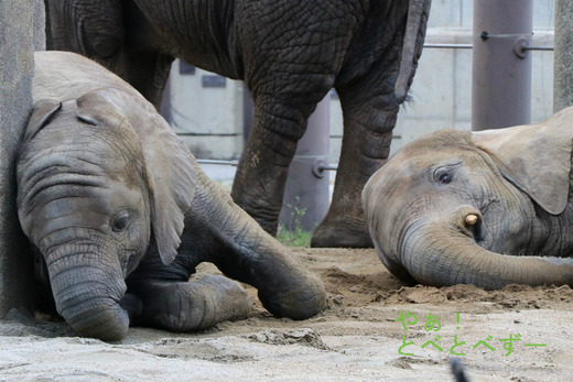 とべ動物園のアフリカゾウの仲良し姉妹:媛ちゃん、砥愛ちゃん