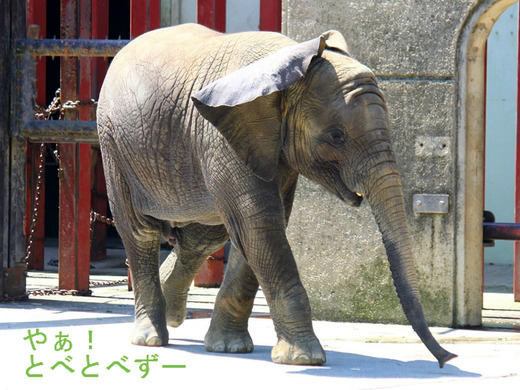 とべ動物園アフリカゾウ：砥愛ちゃん（メス、もう直ぐ３歳）