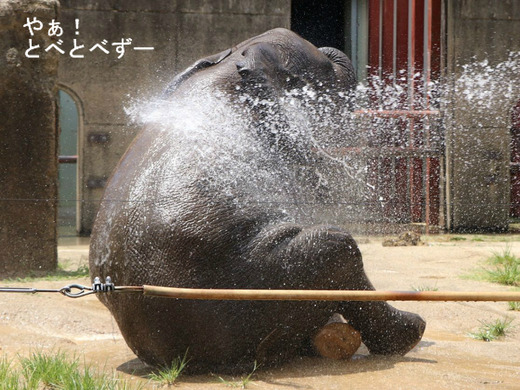 地面に座り込むアフリカゾウの子象の砥愛ちゃん