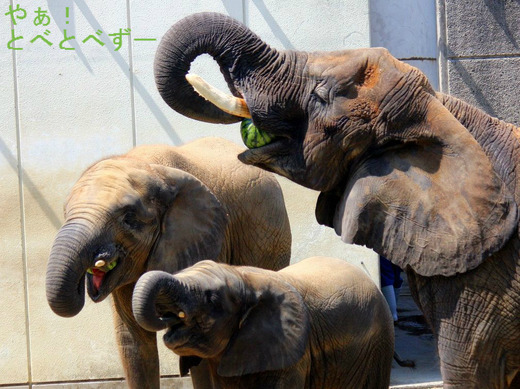 とべ動物園アフリカゾウの親子