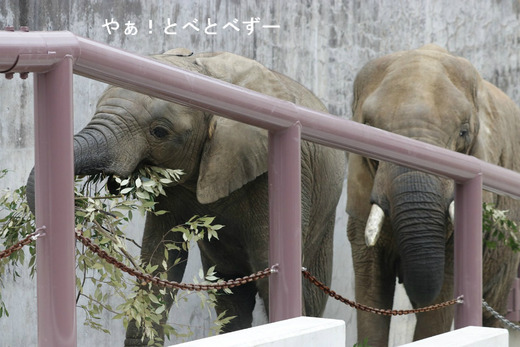 NHK「アフリカゾウの家族をつくる」に登場のリカさんとと砥愛ちゃん