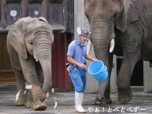 とべ動物園アフリカゾウのレジェンド飼育員の椎名修さん