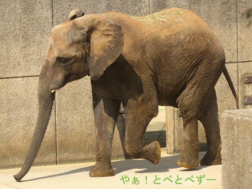 とべ動物園アフリカゾウ：媛ちゃん（メス、11歳）