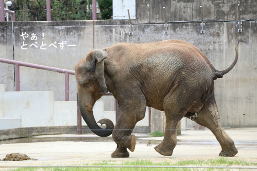 とべ動物園アフリカゾウ：媛ちゃん（メス、13歳）