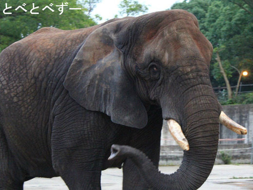 アフリカゾウの写真満載のブログ：やぁ！とべとべずー
