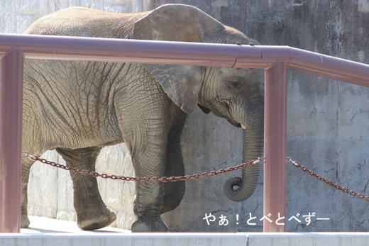 とべ動物園ブログ:砥愛、ピース、柑太郎、砥々丸