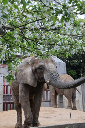 日本で唯一アフリカゾウの家族が暮らす愛媛とべ動物園