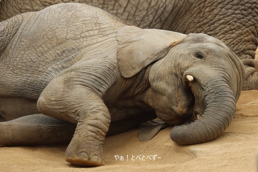 日本で唯一アフリカゾウの子象が見らえる愛媛とべ動物園