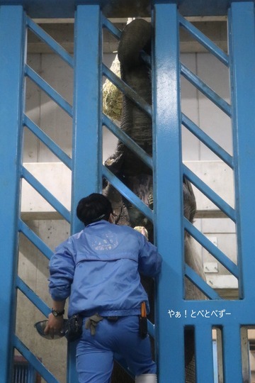 日本で初めて人工哺育で育った媛ちゃん:愛媛とべ動物園