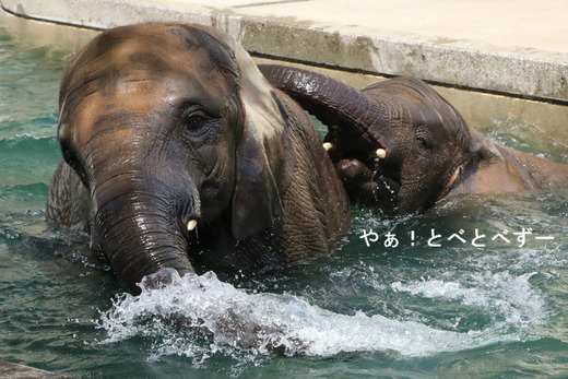 とべ動物園アフリカゾウ:砥愛ちゃん(メス、5歳)