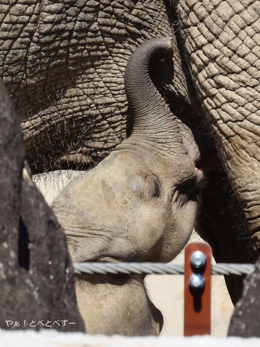 マルミミゾウの赤ちゃんの授乳姿