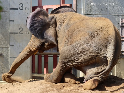 とべ動物園アフリカゾウ:アフ、リカ、媛、砥夢、砥愛