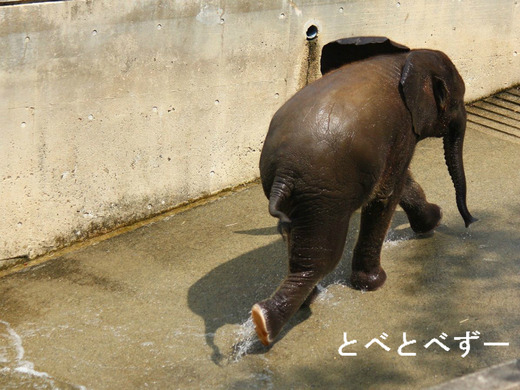 とべ動物園 アフリカゾウ とあ