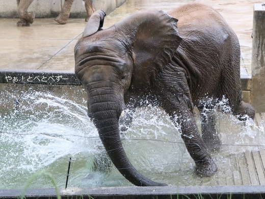 とべ動物園アフリカゾウ:アフ、リカ、媛、砥夢、砥愛