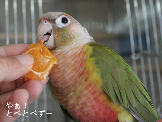 みかんを食べるウロコインコのもみじさん