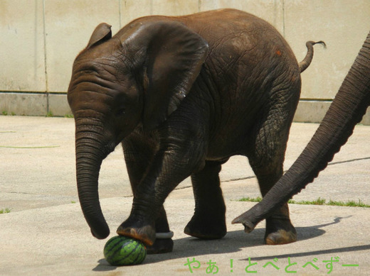 とべ動物園アフリカゾウのブログ:やぁ!とべとべずー