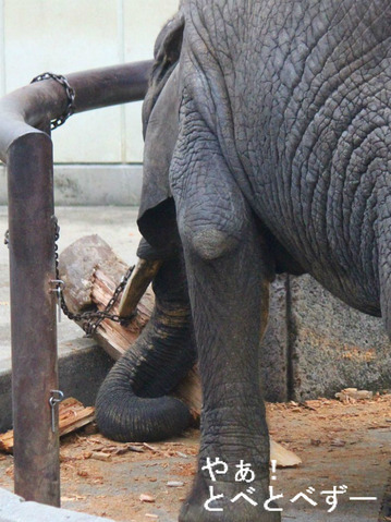 アフリカゾウのお食事風景・木の幹を食べる象