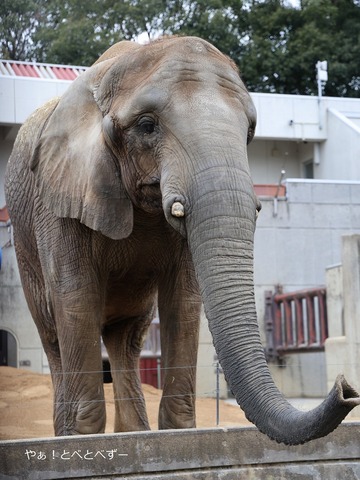 とべ動物園アフリカゾウ:長女の媛ちゃん(メス、18歳)