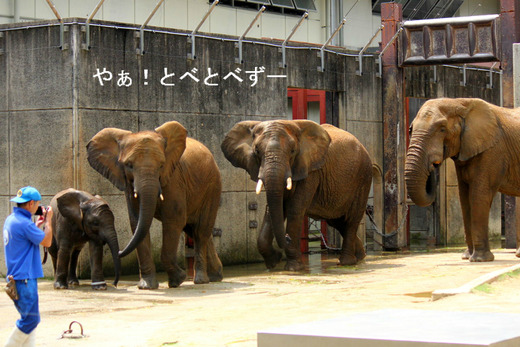 レジェンド飼育員の椎名修さんとアフリカゾウの家族