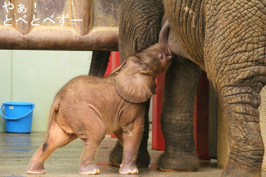 アフリカゾウの赤ちゃんの授乳の様子:愛媛県立とべ動物園