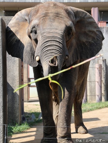 アフリカゾウ写真家：矢野賢一（やぁ！とべとべずー）