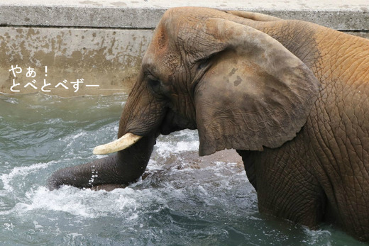 日本一のアフリカゾウのお母さん象：リカさん