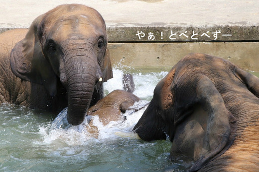 とべ動物園アフリカゾウのブログ：やぁ！とべとべずー