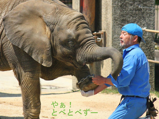 とべ動物園アフリカゾウの子象の砥愛(とあ)